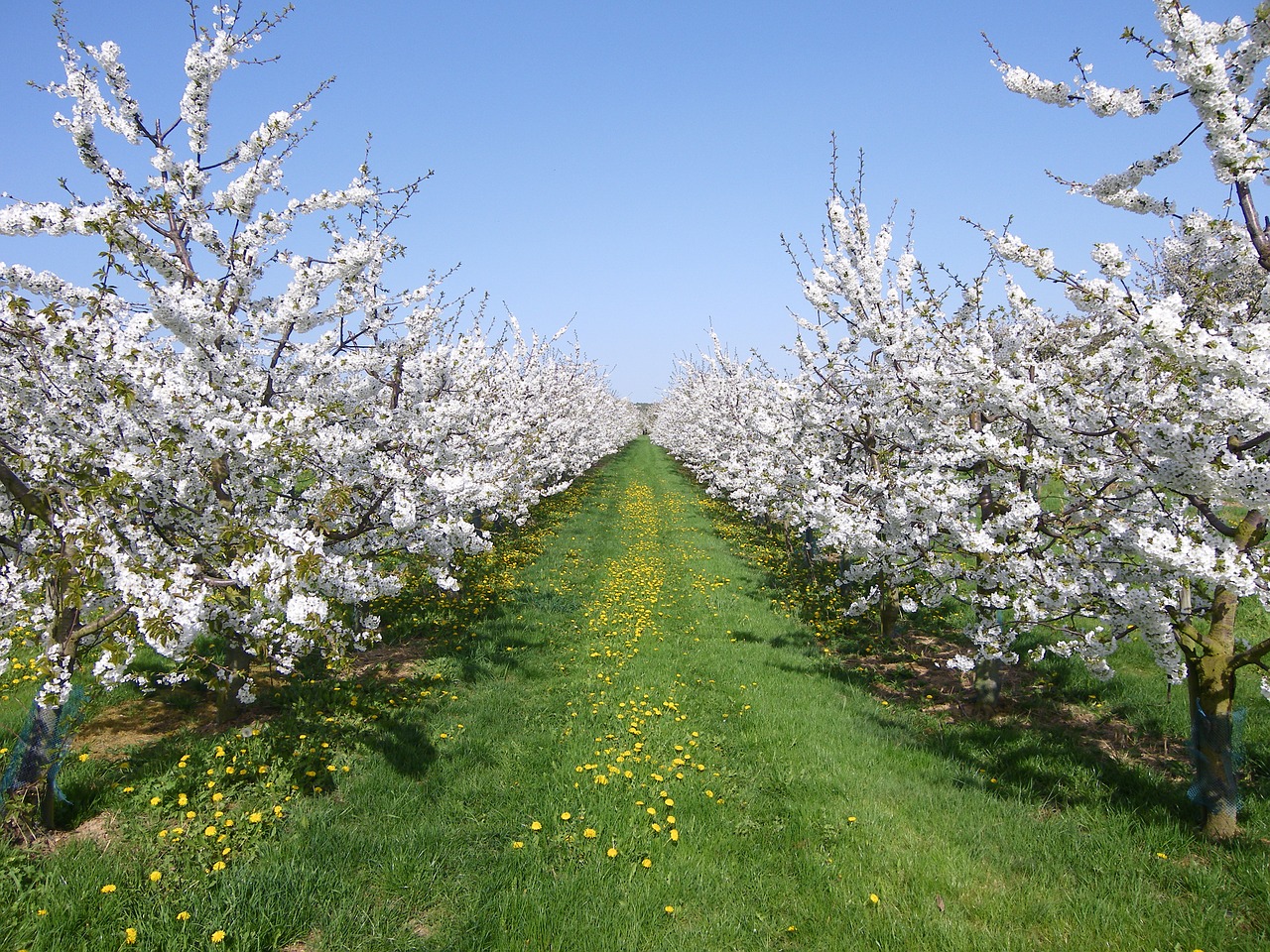 cherry trees cherry blossom spring free photo