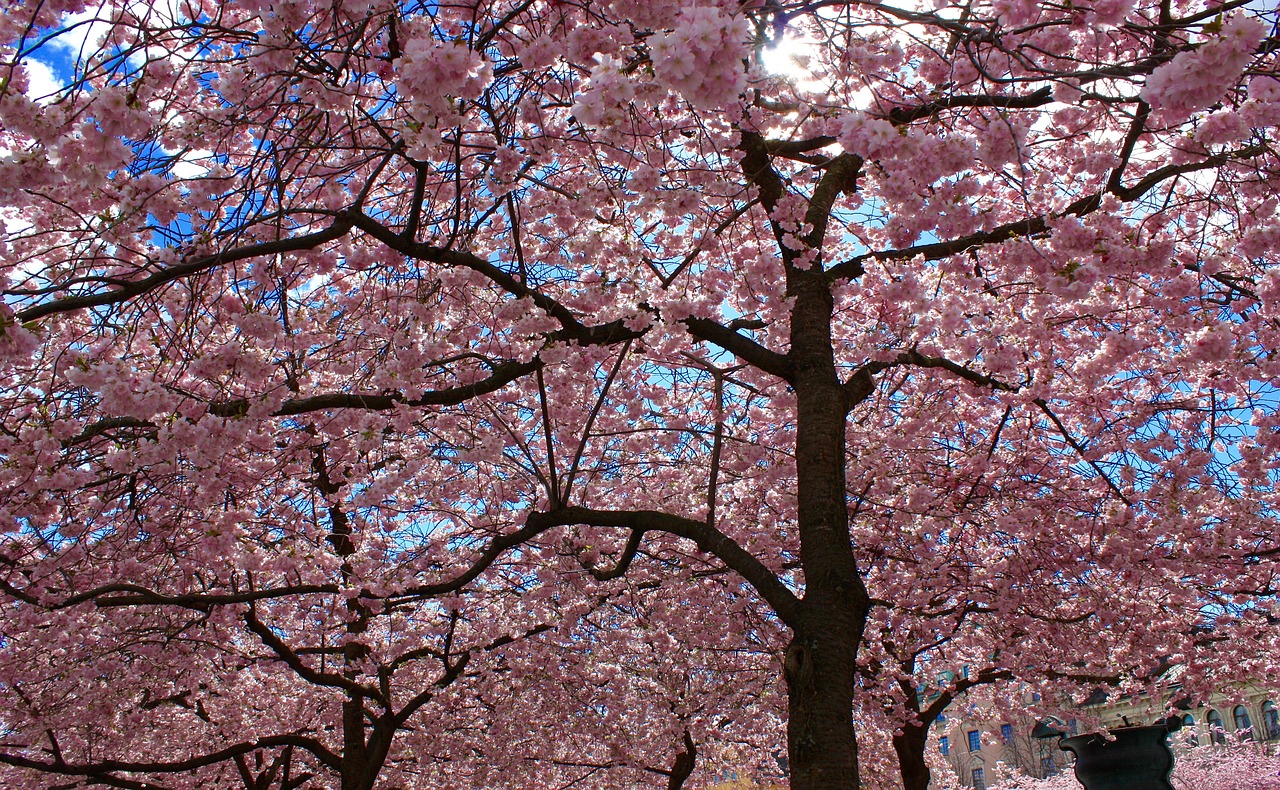 cherry trees cherry cherry blossom free photo