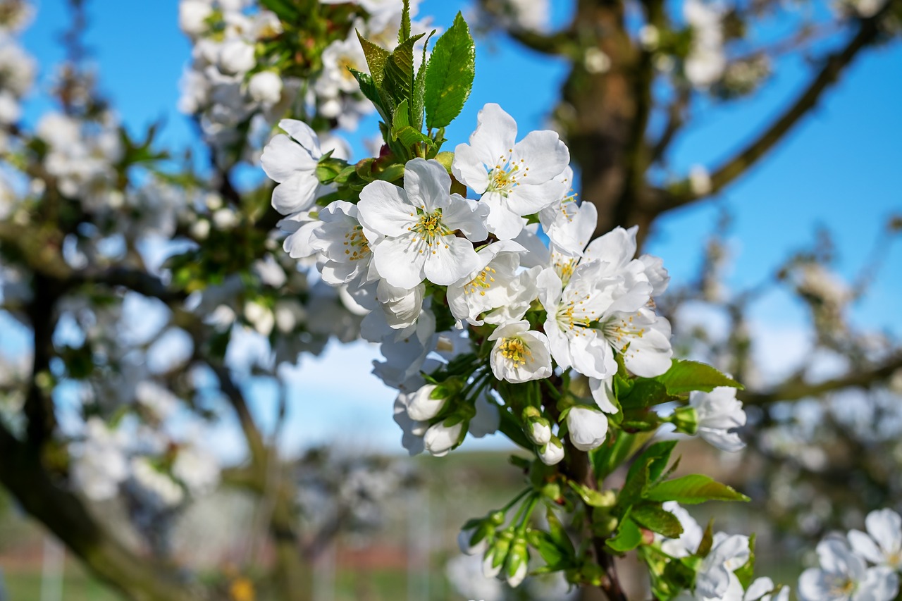 cherry trees  bloom  kaiserstuhl free photo