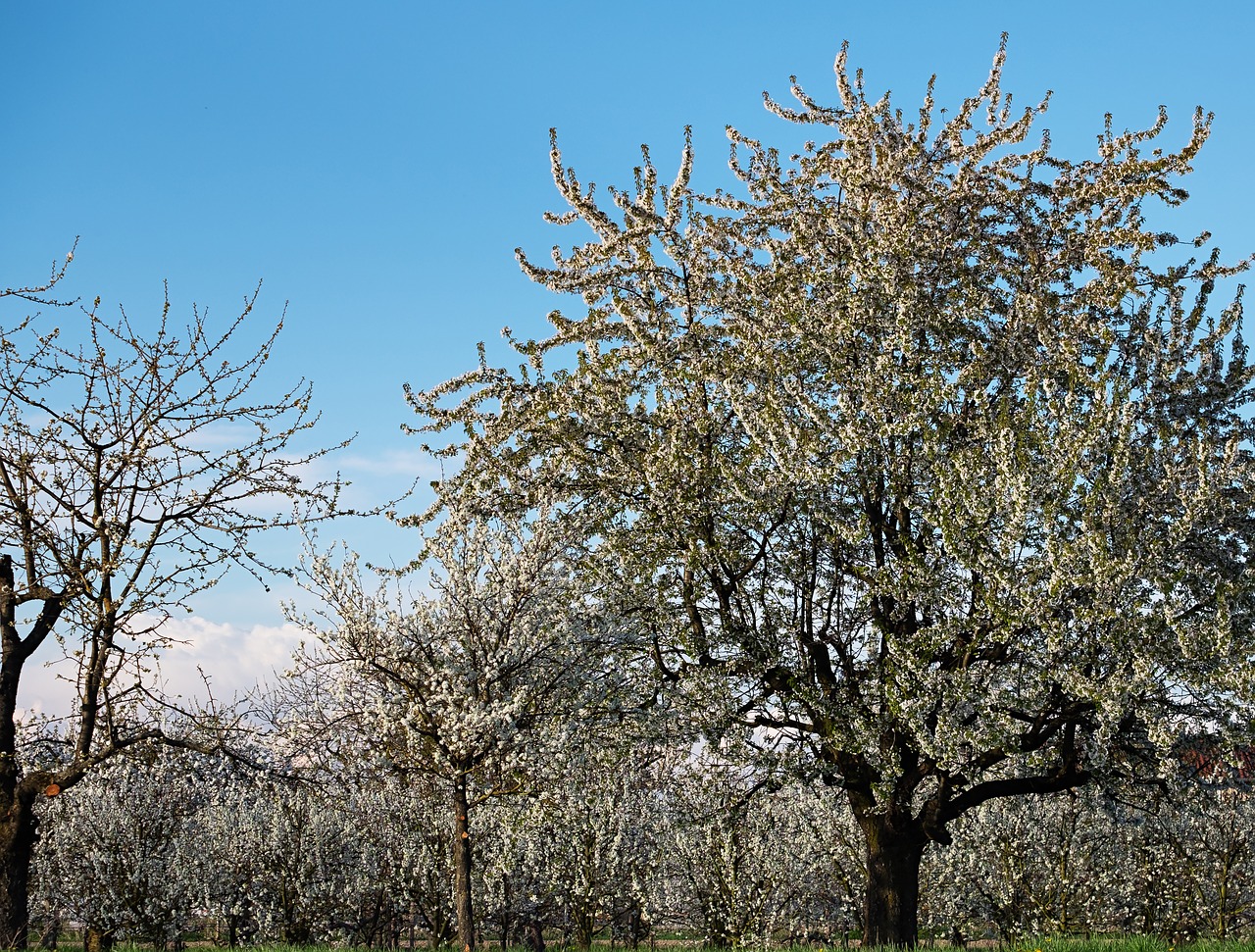 cherry trees  bloom  spring free photo