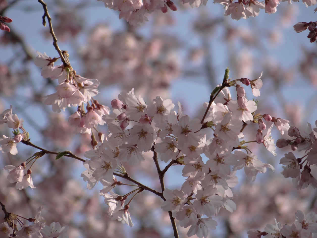 cherry trees  bloom  japan free photo