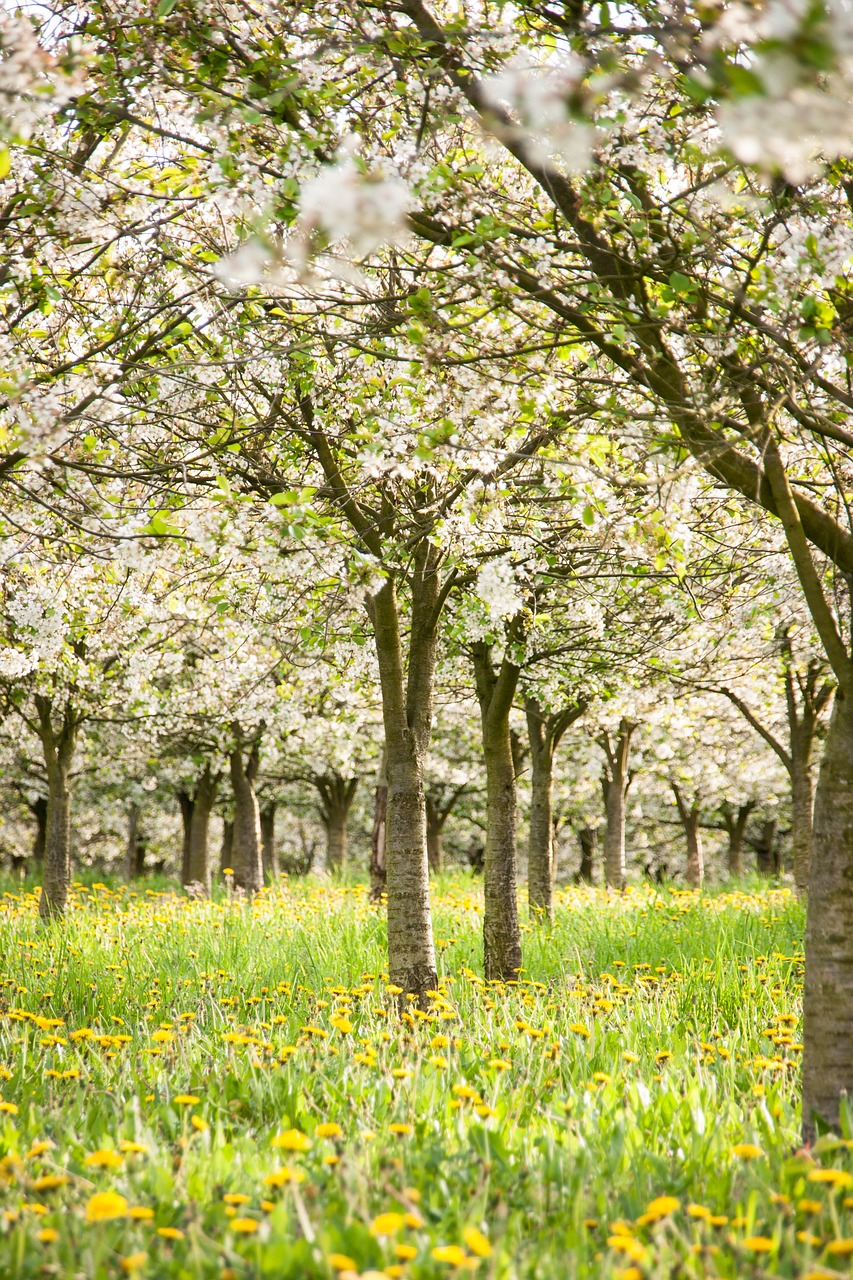 cherry trees  trees  cherries free photo