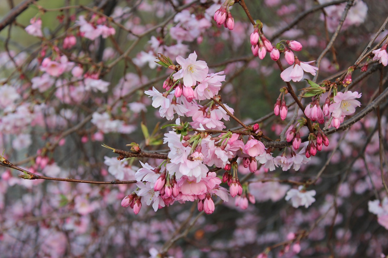 cherry trees flowers japan free photo