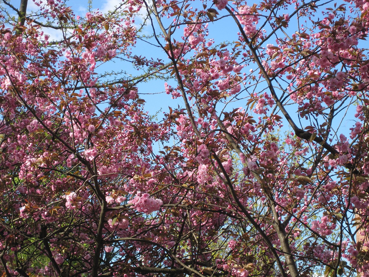 cherry wood spring flowers free photo