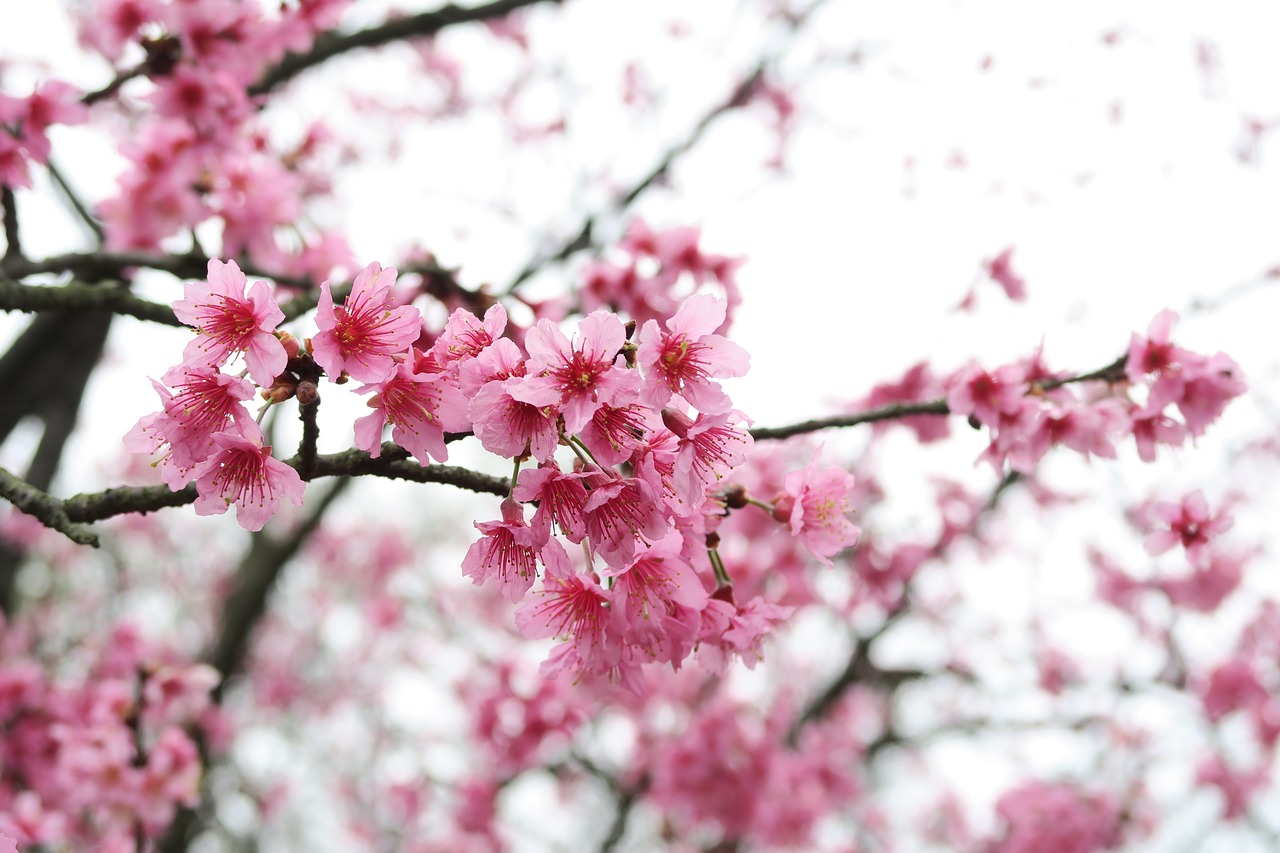 cherry wood branch flower free photo