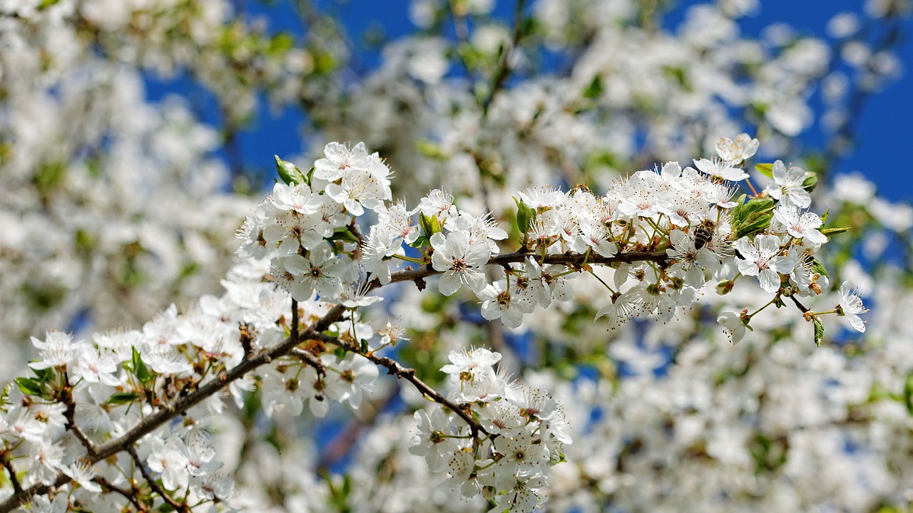 cherry wood tree blossom free photo