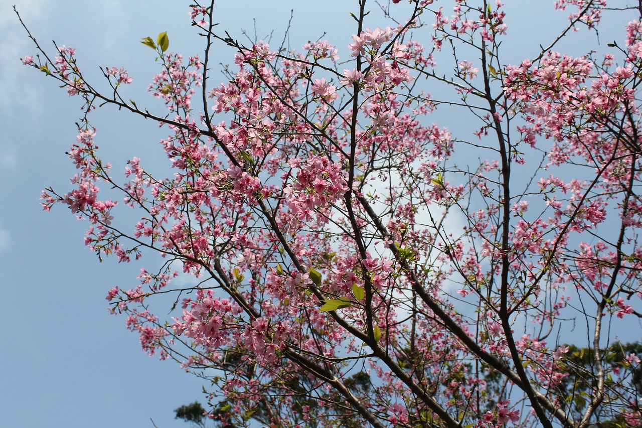 cherry wood branch tree free photo