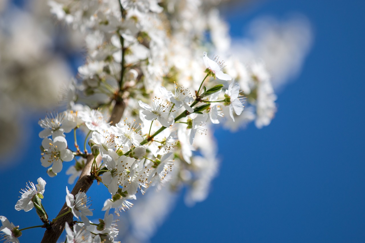 cherry wood season branch free photo