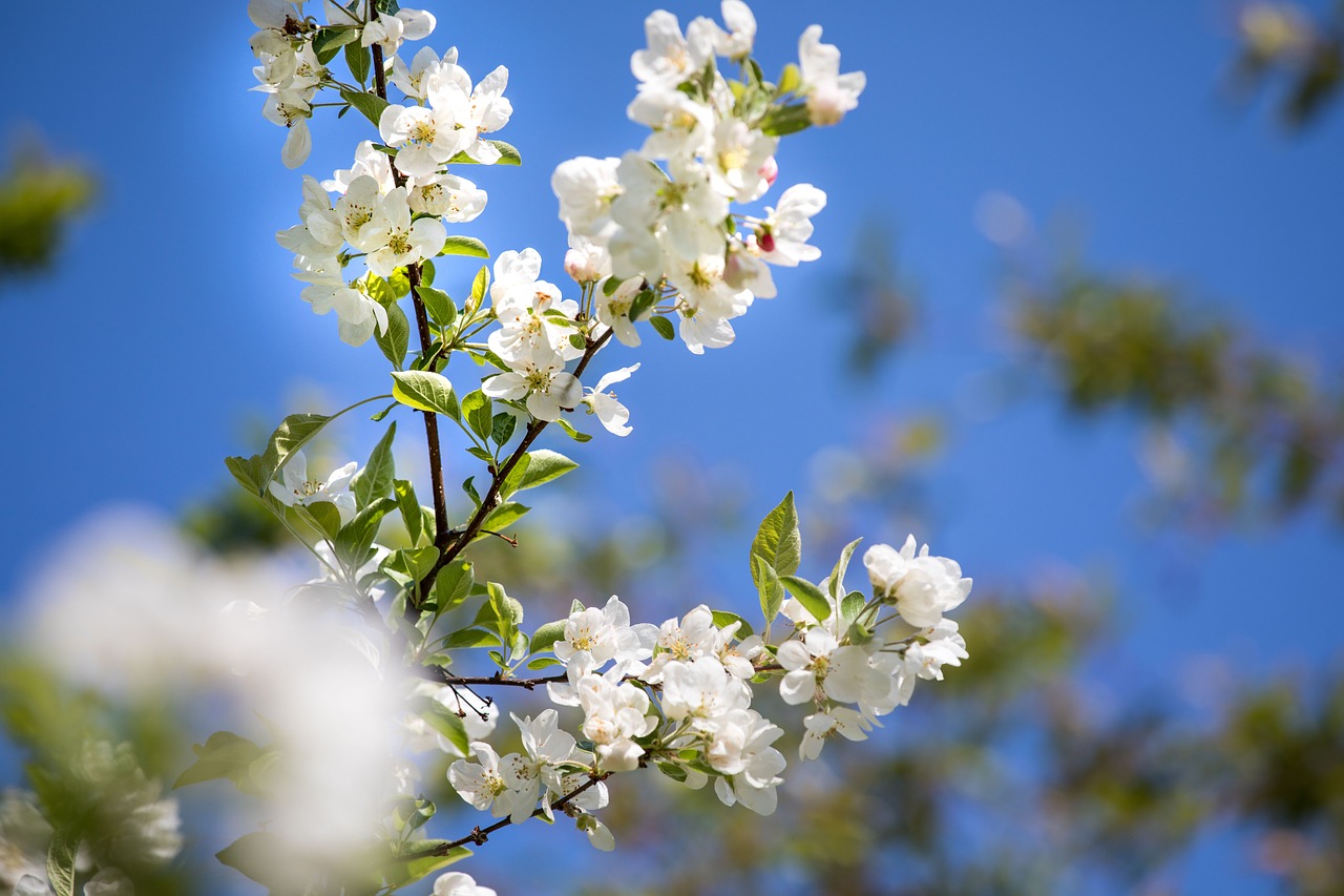 cherry wood season branch free photo