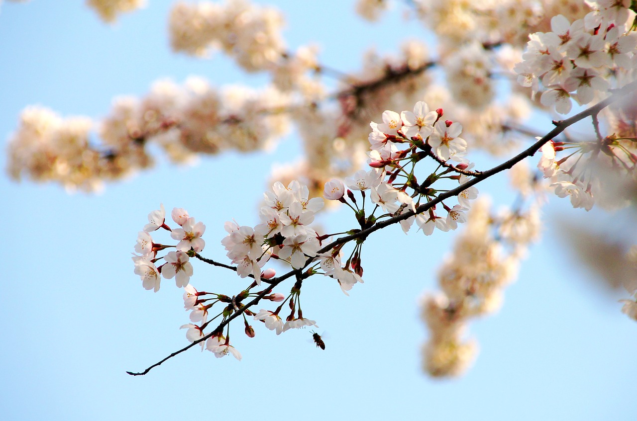 cherry wood branch tree free photo