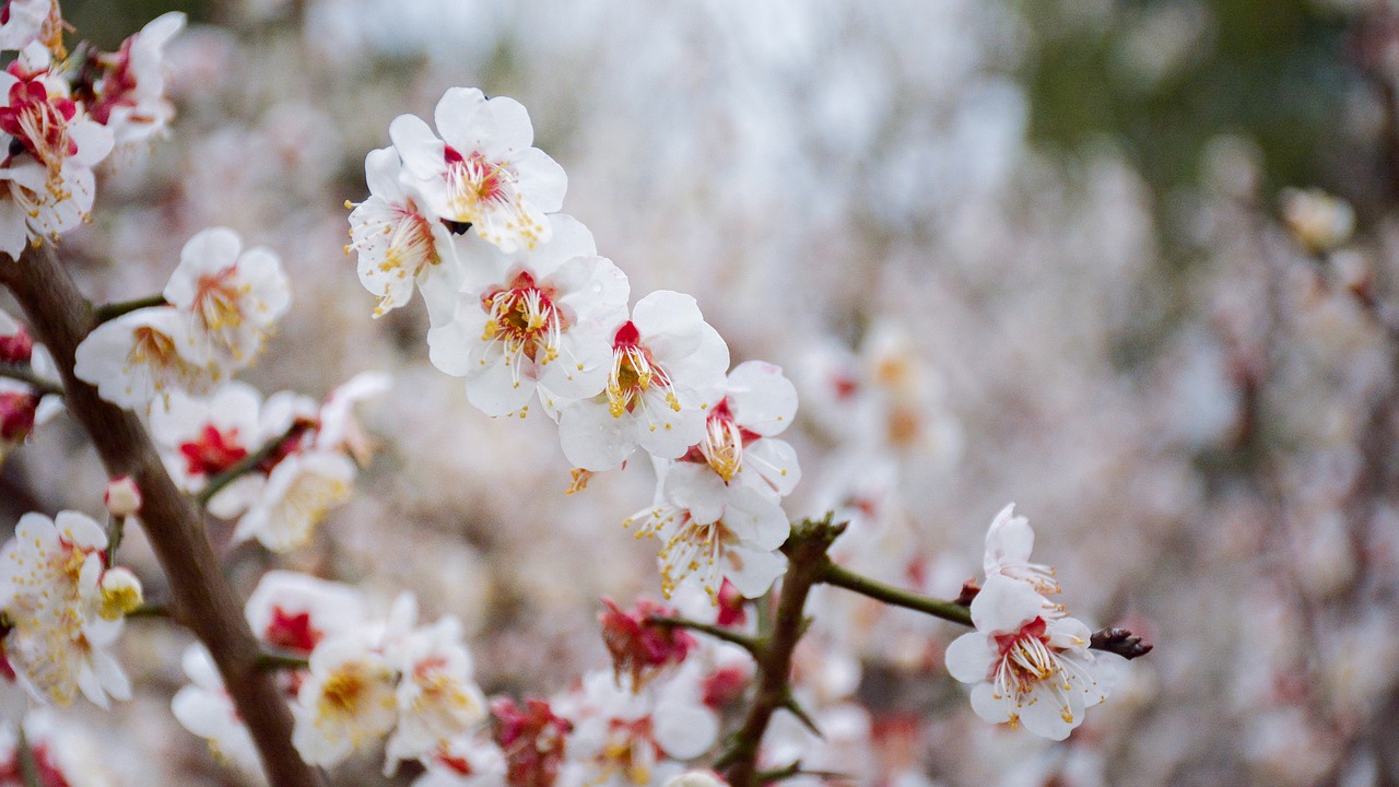 cherry wood flower branch free photo