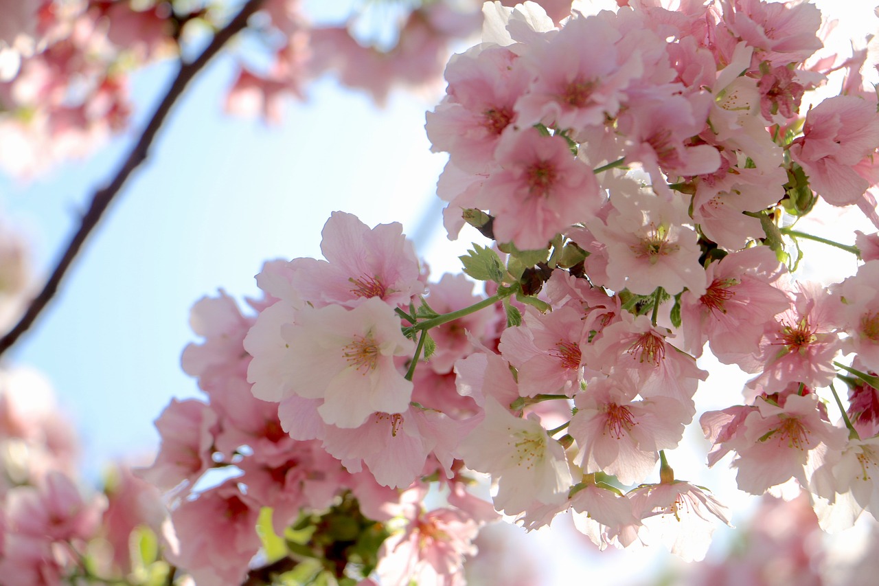 cherry wood flower branch free photo