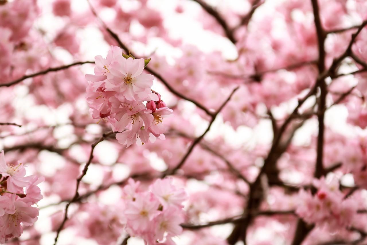 cherry wood  flower  tree free photo