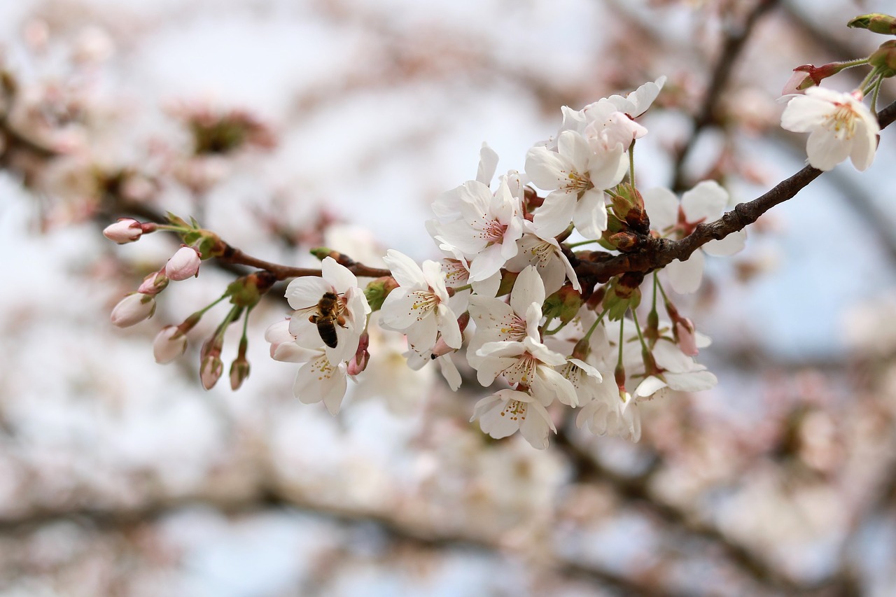 cherry wood  flower  tree free photo