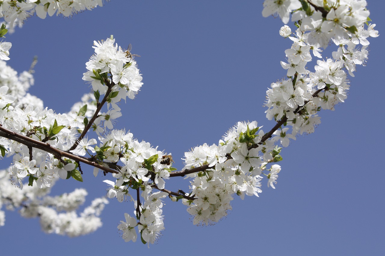 cherry wood  flower  branch free photo