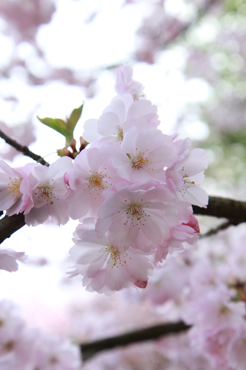 cherry wood  flower  branch free photo