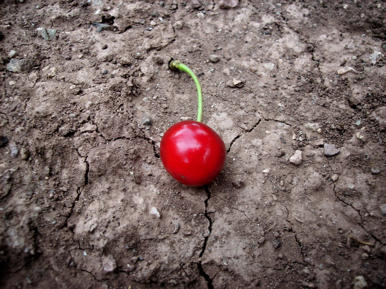 cherry red food free photo