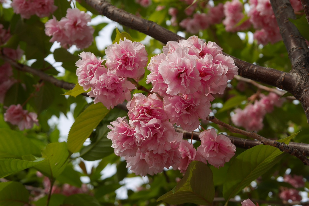 cherryblossom pink blossom free photo