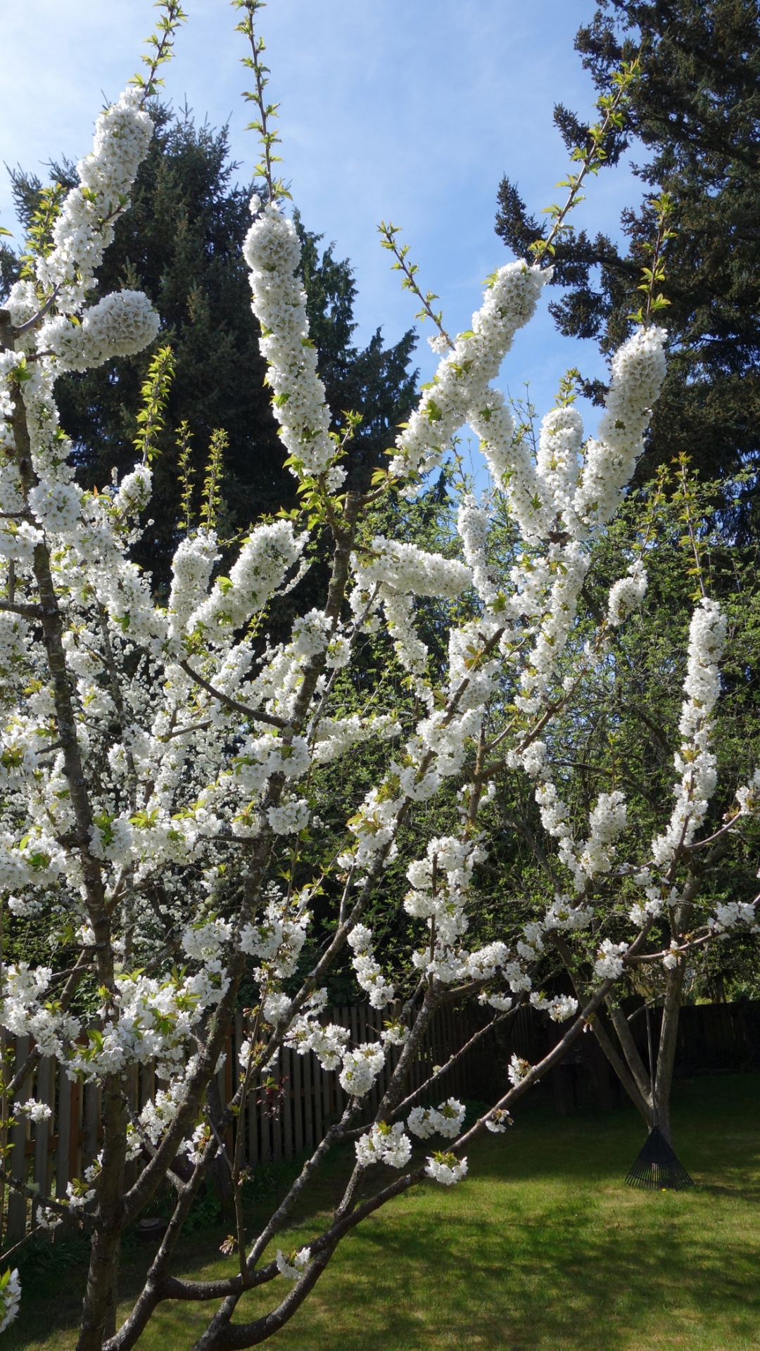 cherry tree flowers free photo