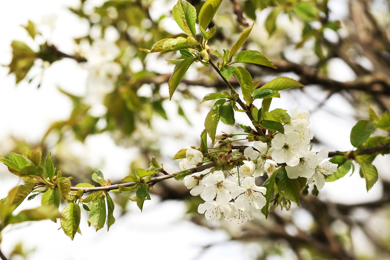 cherrywood  spring  flower free photo