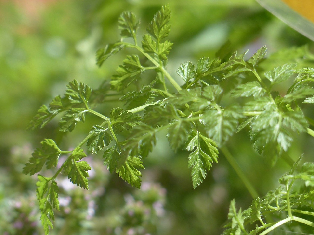 chervil kitchen herb herb free photo