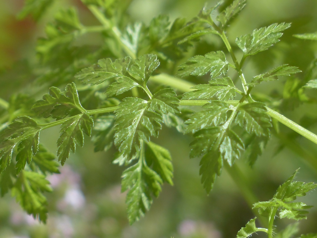 chervil herb kitchen herb free photo