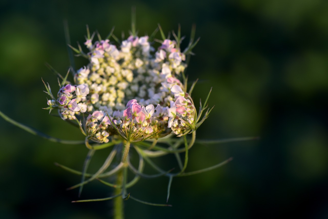 chervil  white  doldengewaechs free photo