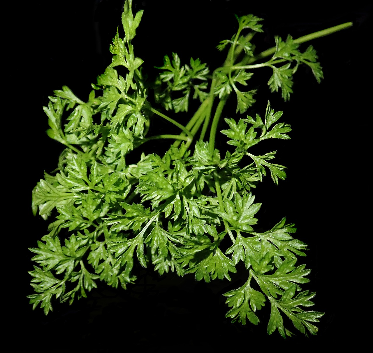 chervil  herb  cooking free photo