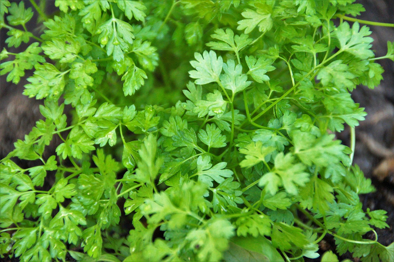 chervil  herb  kitchen free photo