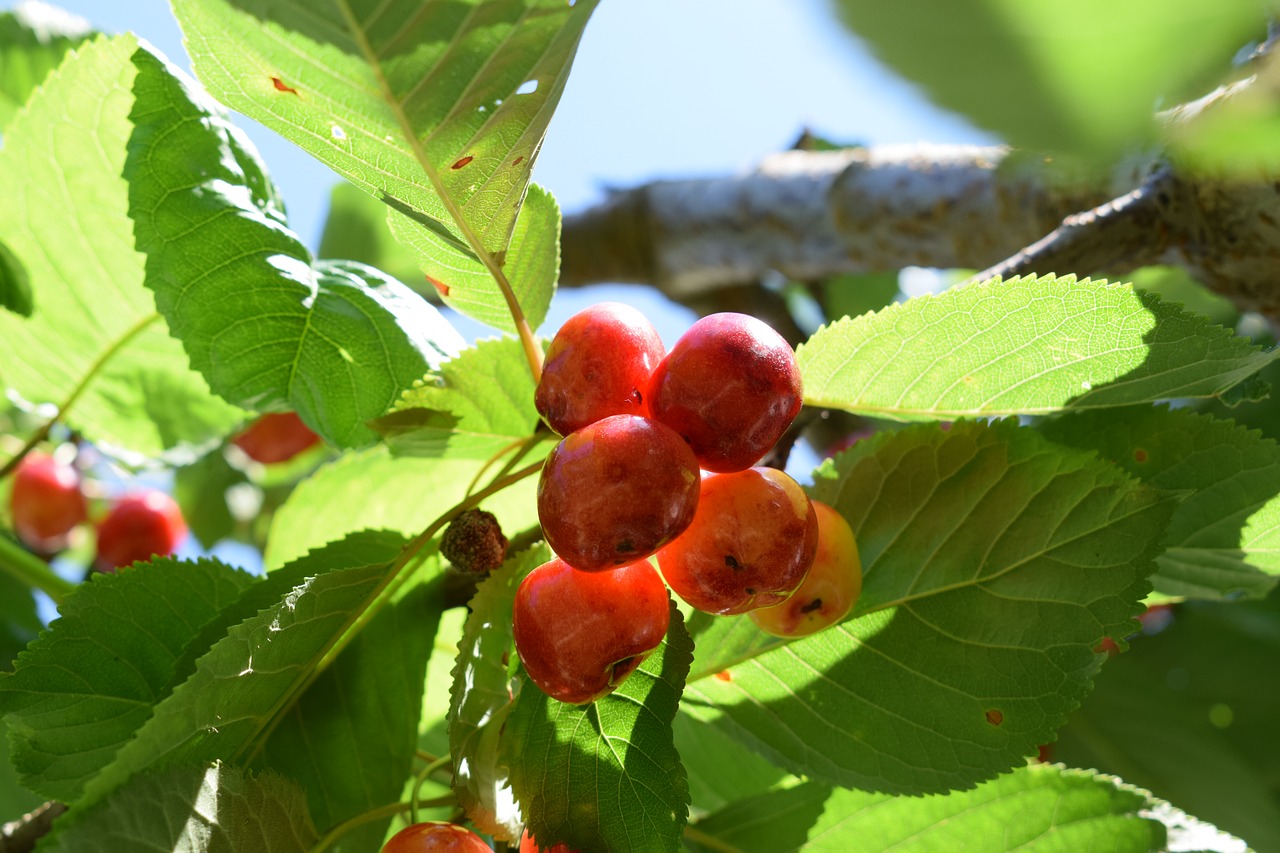 chery plant nature free photo