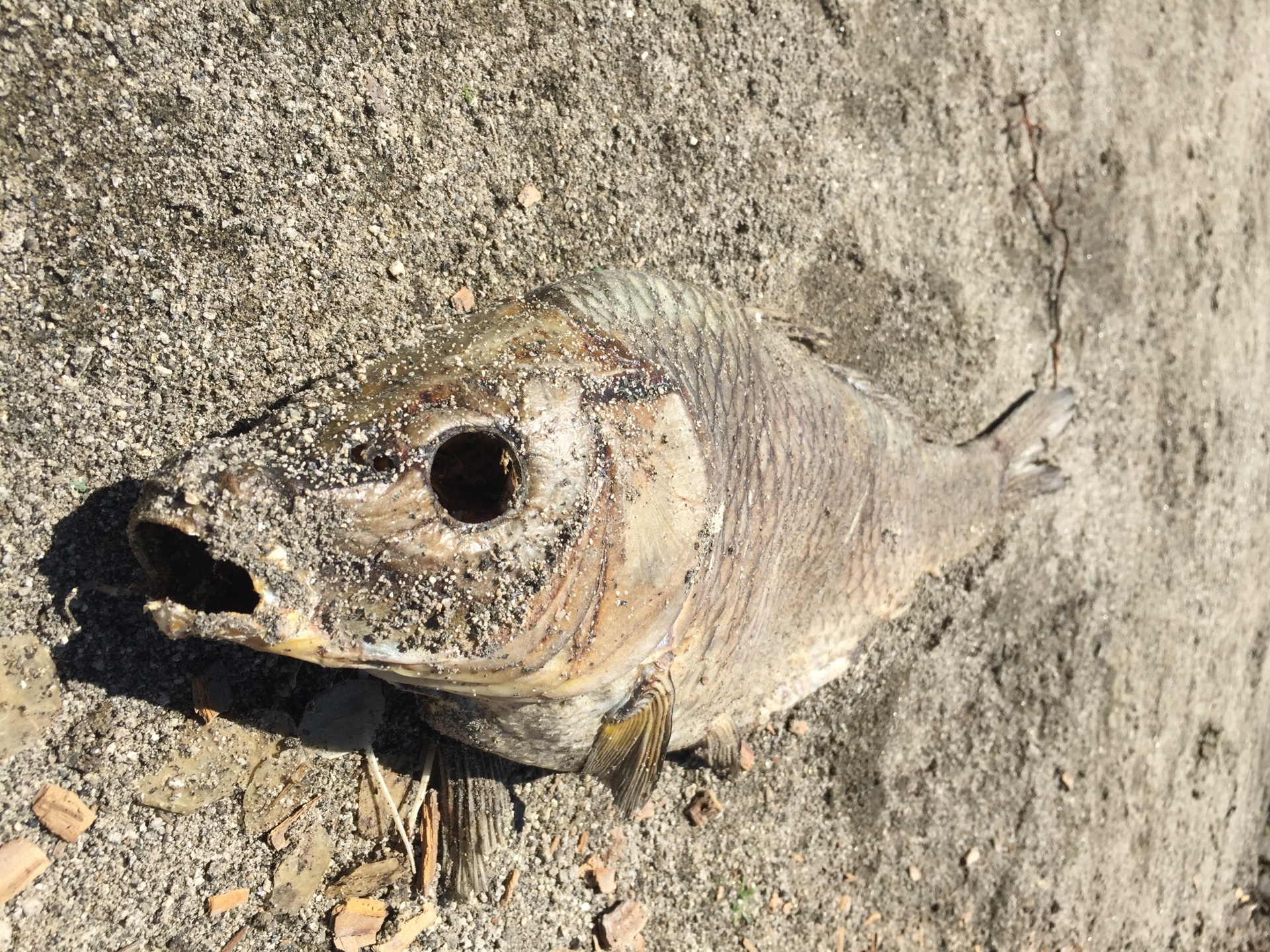 dead fish rotting carcass beach free photo