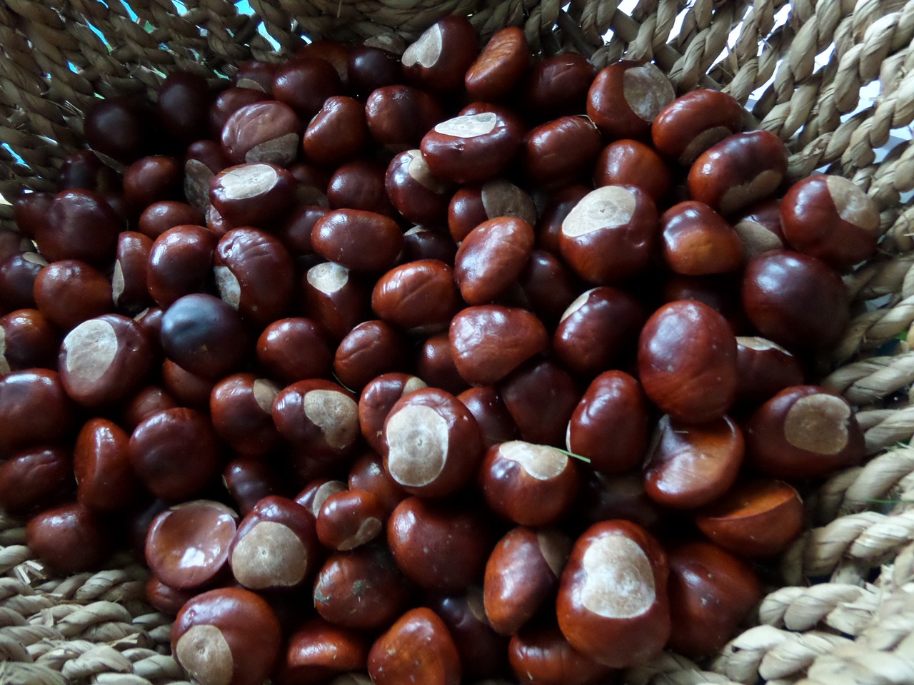 chestnut autumn basket free photo