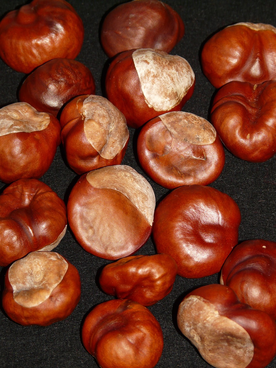chestnut nut brown free photo