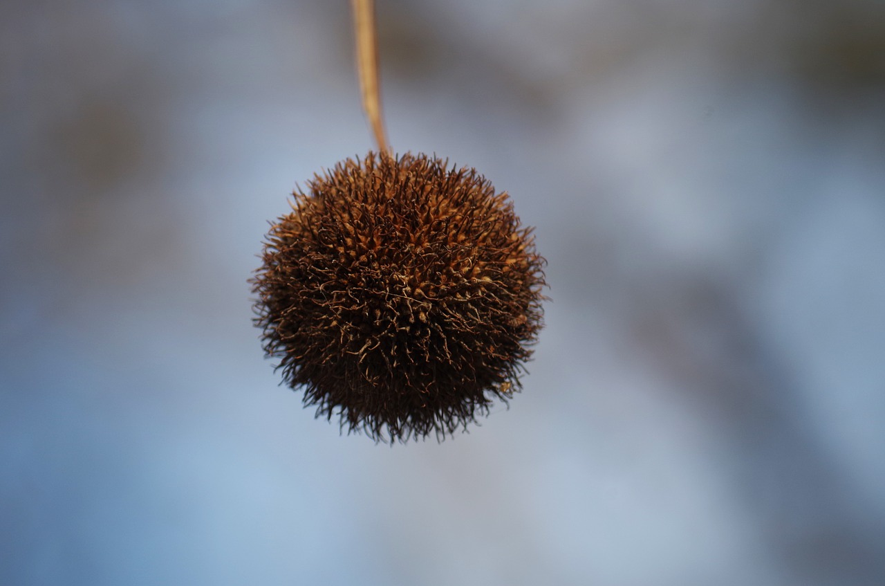 chestnut autumn ball free photo