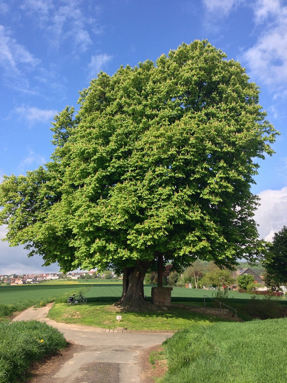 chestnut tree landscape free photo