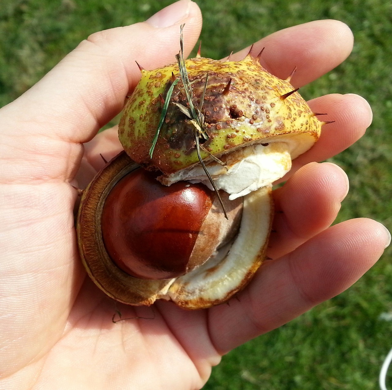 chestnut autumn hand free photo