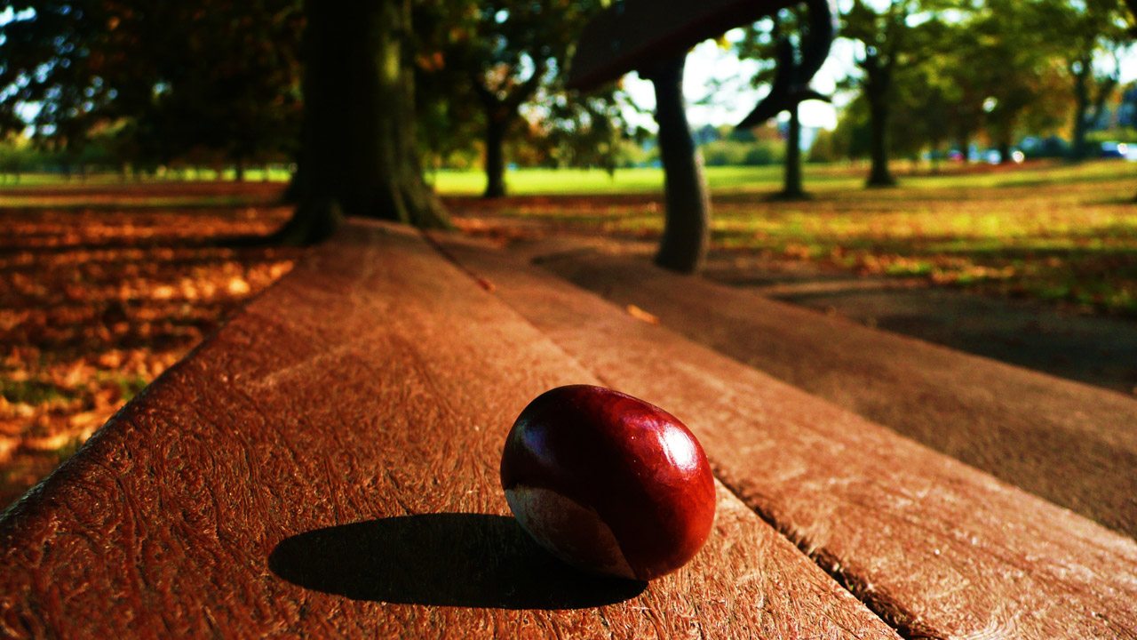 one chestnut bench free photo