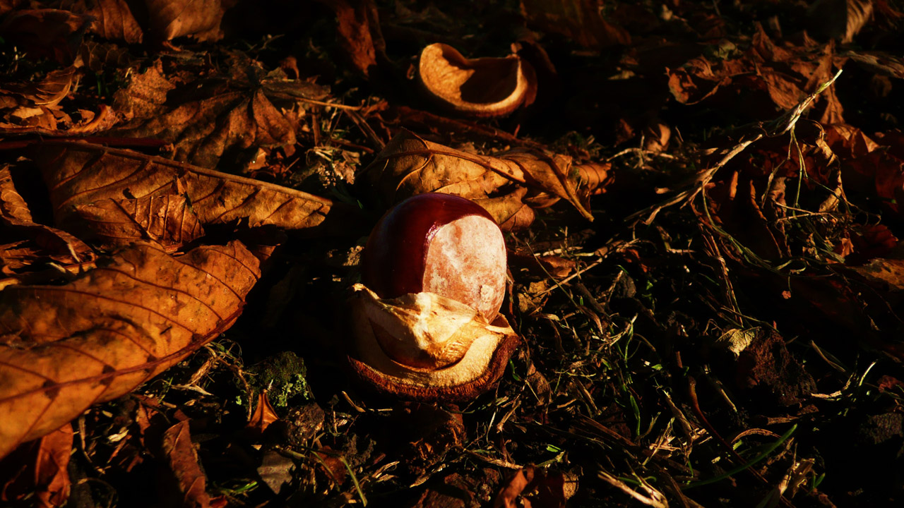 chestnut autumn leaves free photo