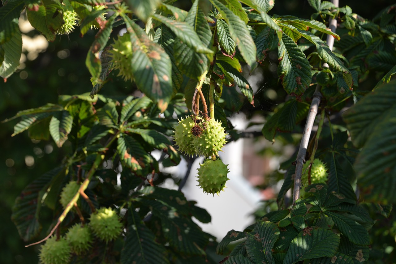 chestnut tree fruit free photo