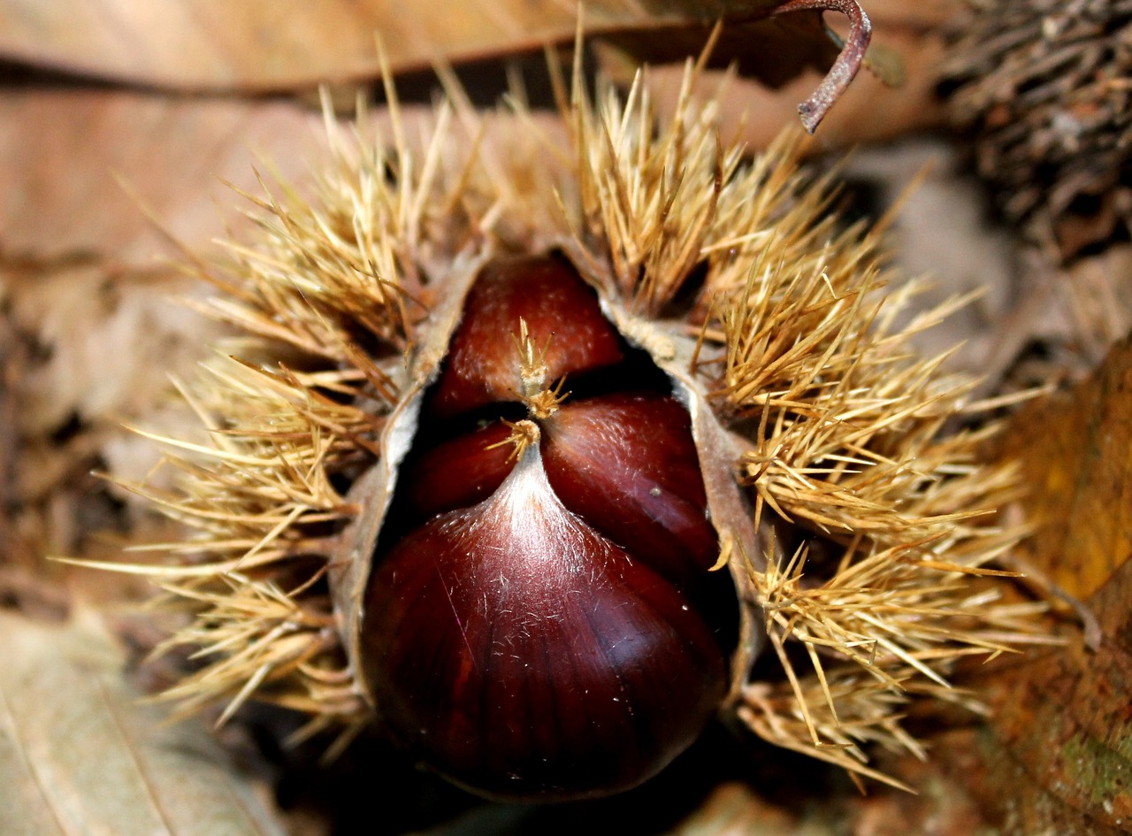 chestnut autumn prickly free photo