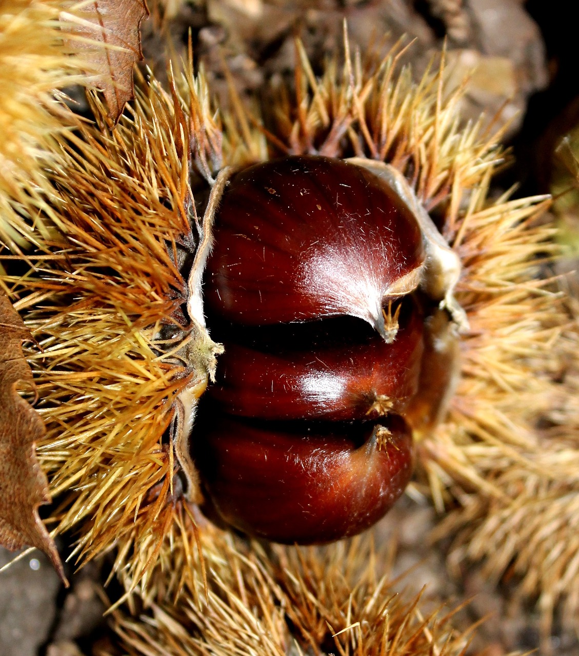 chestnut spur autumn free photo