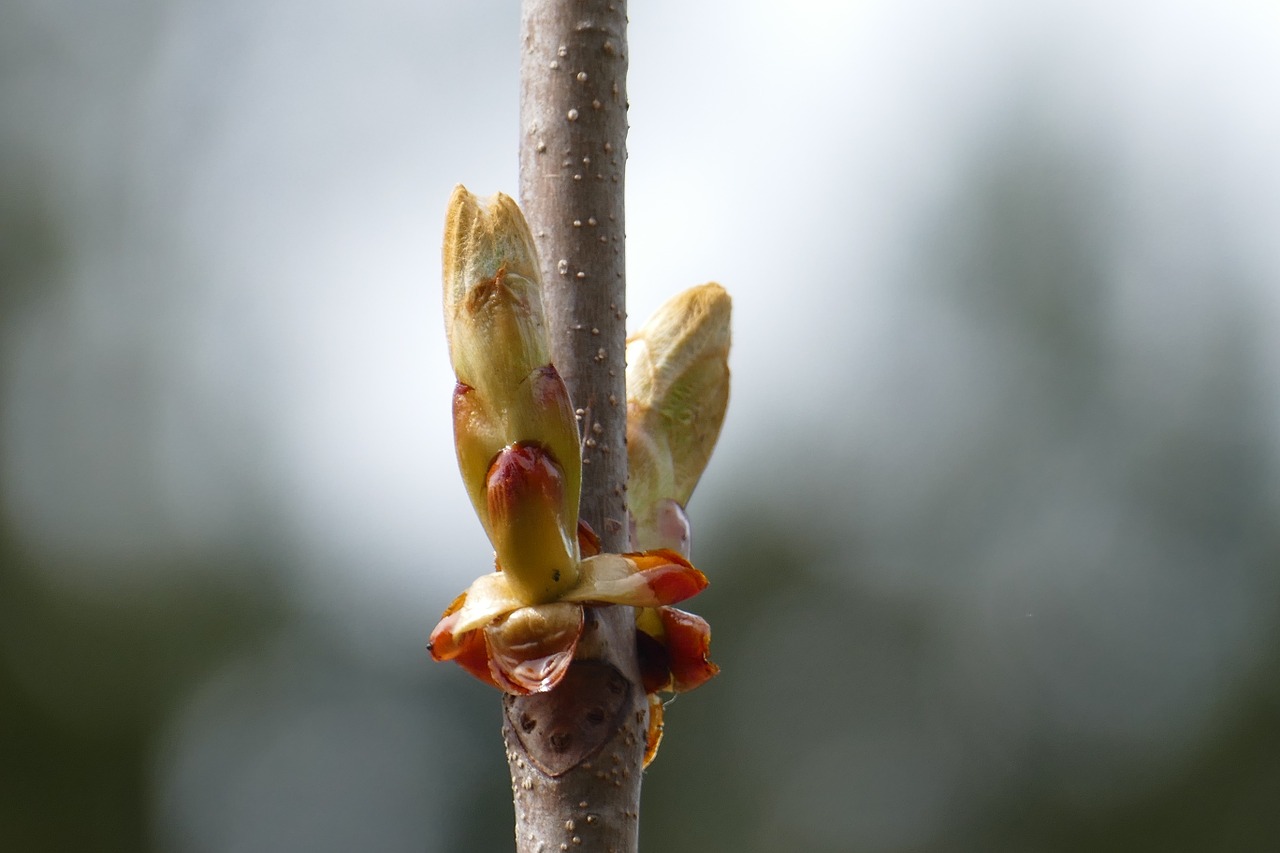 chestnut branch blossom free photo