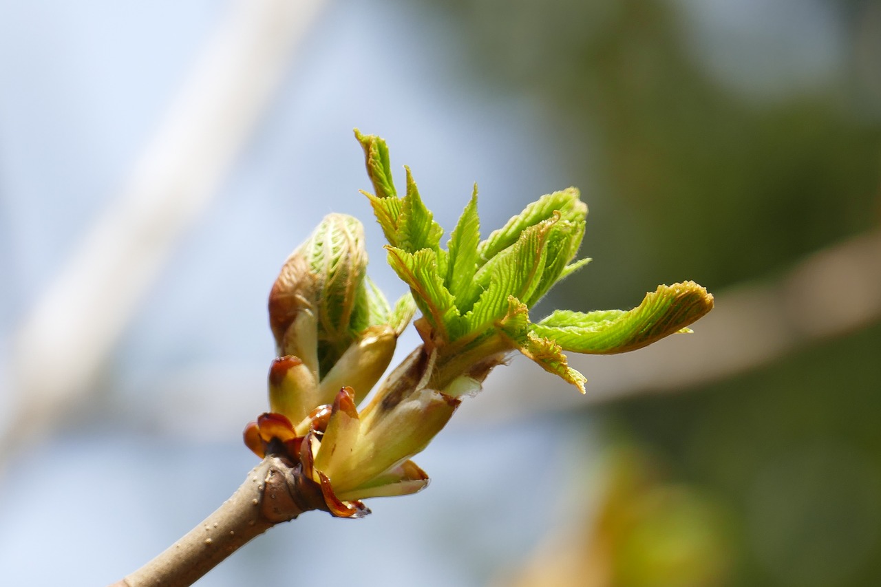 chestnut bud branch free photo