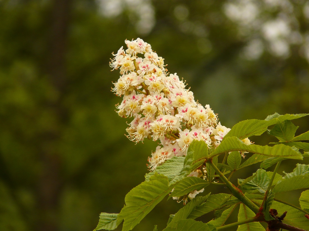 chestnut chestnut blossom tree free photo