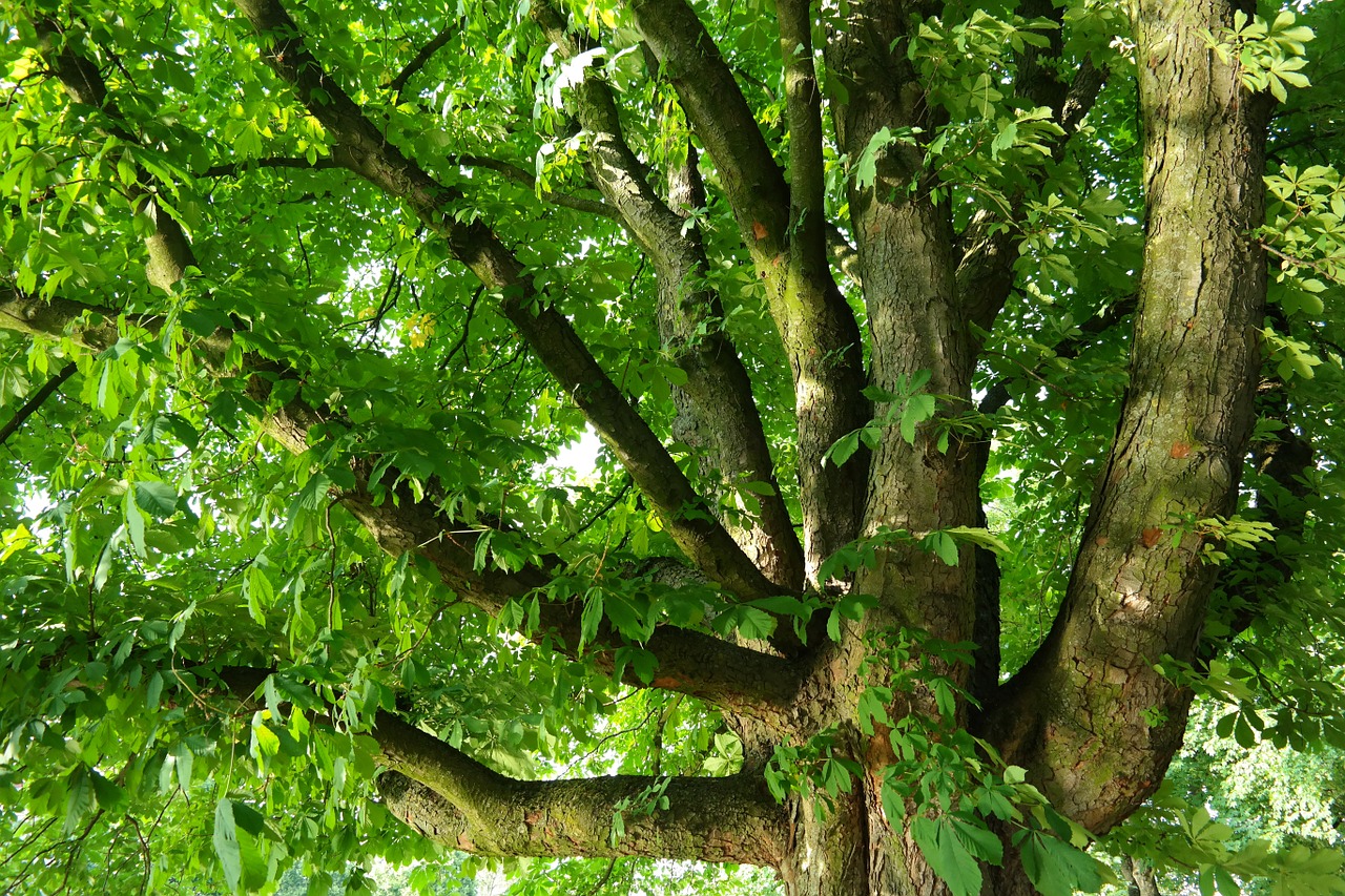 chestnut buckeye tree free photo