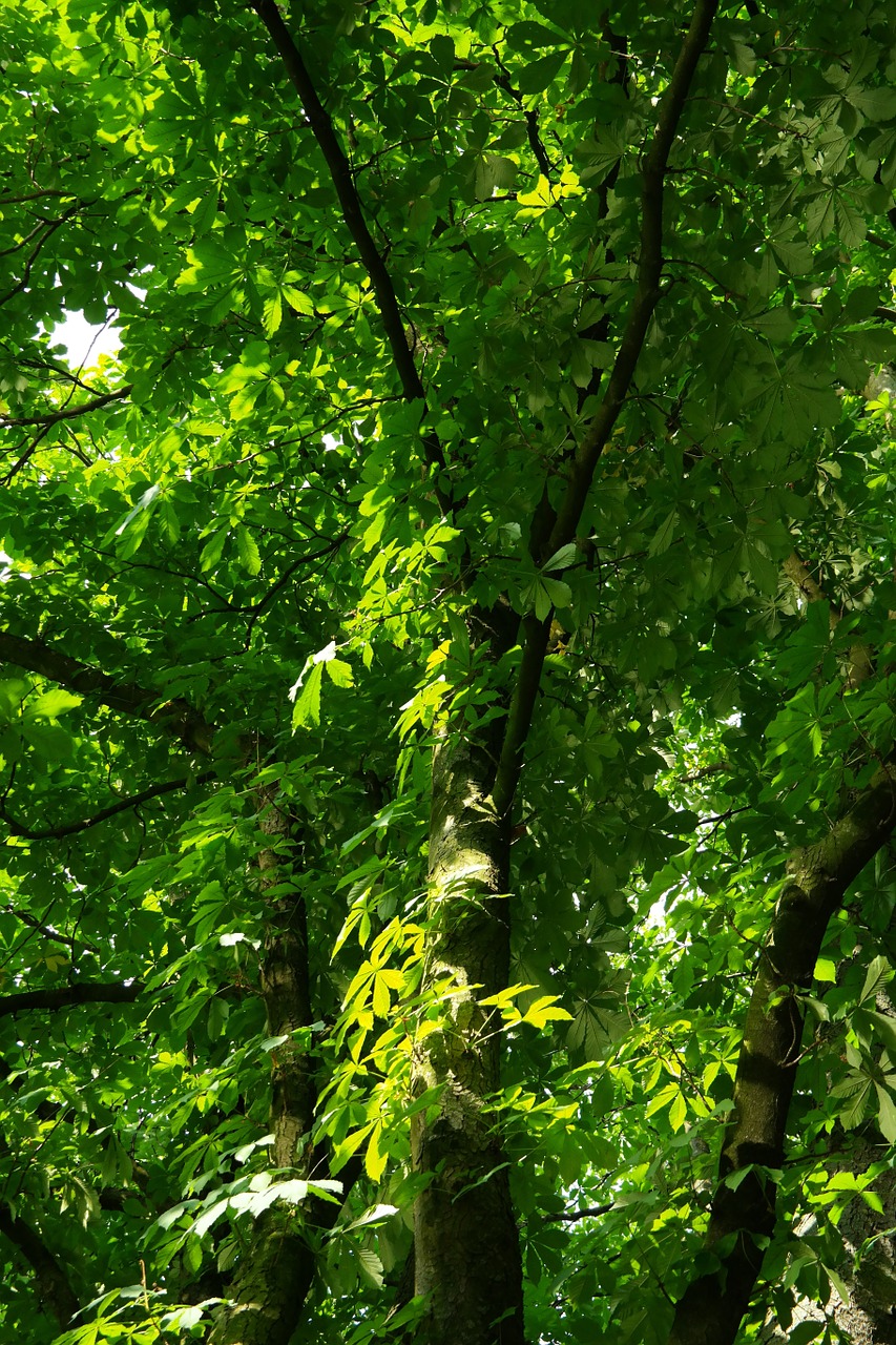 chestnut buckeye tree free photo