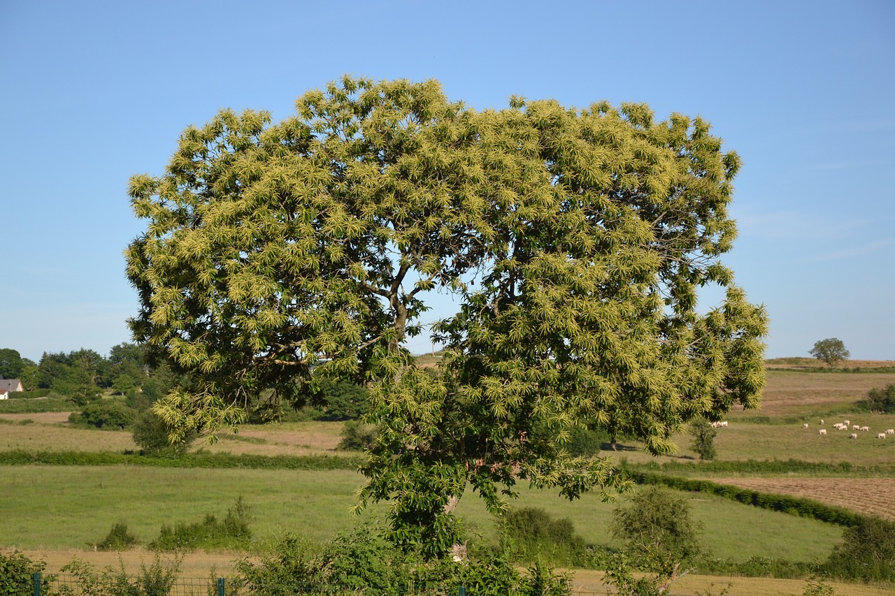 chestnut chestnuts brown free photo