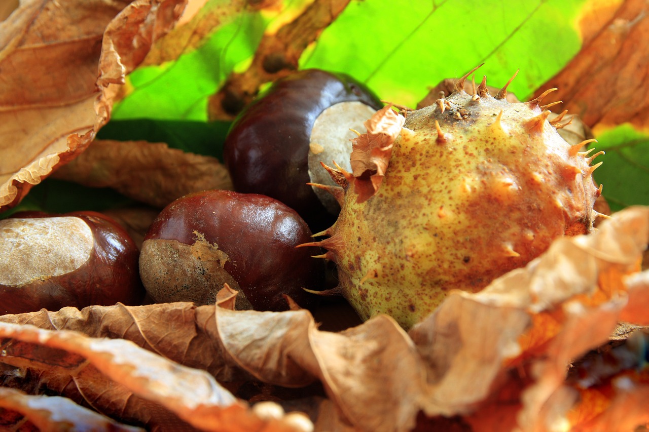 chestnut buckeye shell free photo