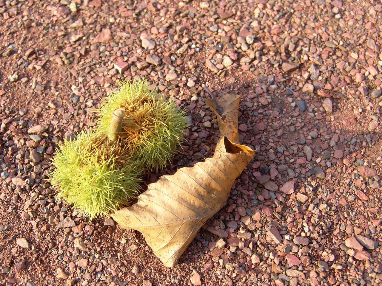 chestnut fall soil free photo