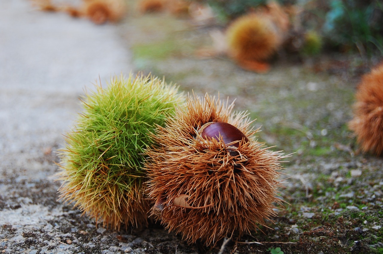 chestnut autumn andalusia free photo